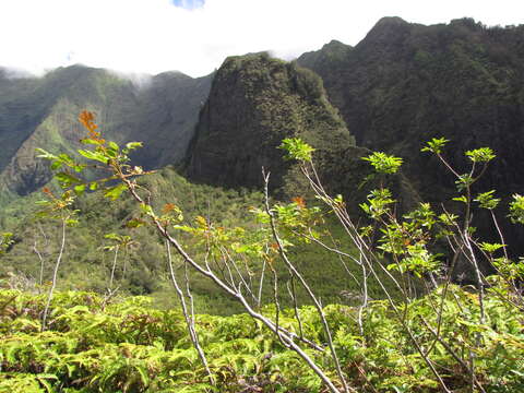 Sivun Rhus sandwicensis A. Gray kuva