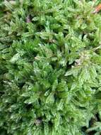 Image of hypnum moss