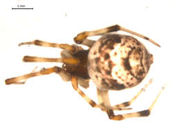 Image of Parasteatoda tabulata (Levi 1980)