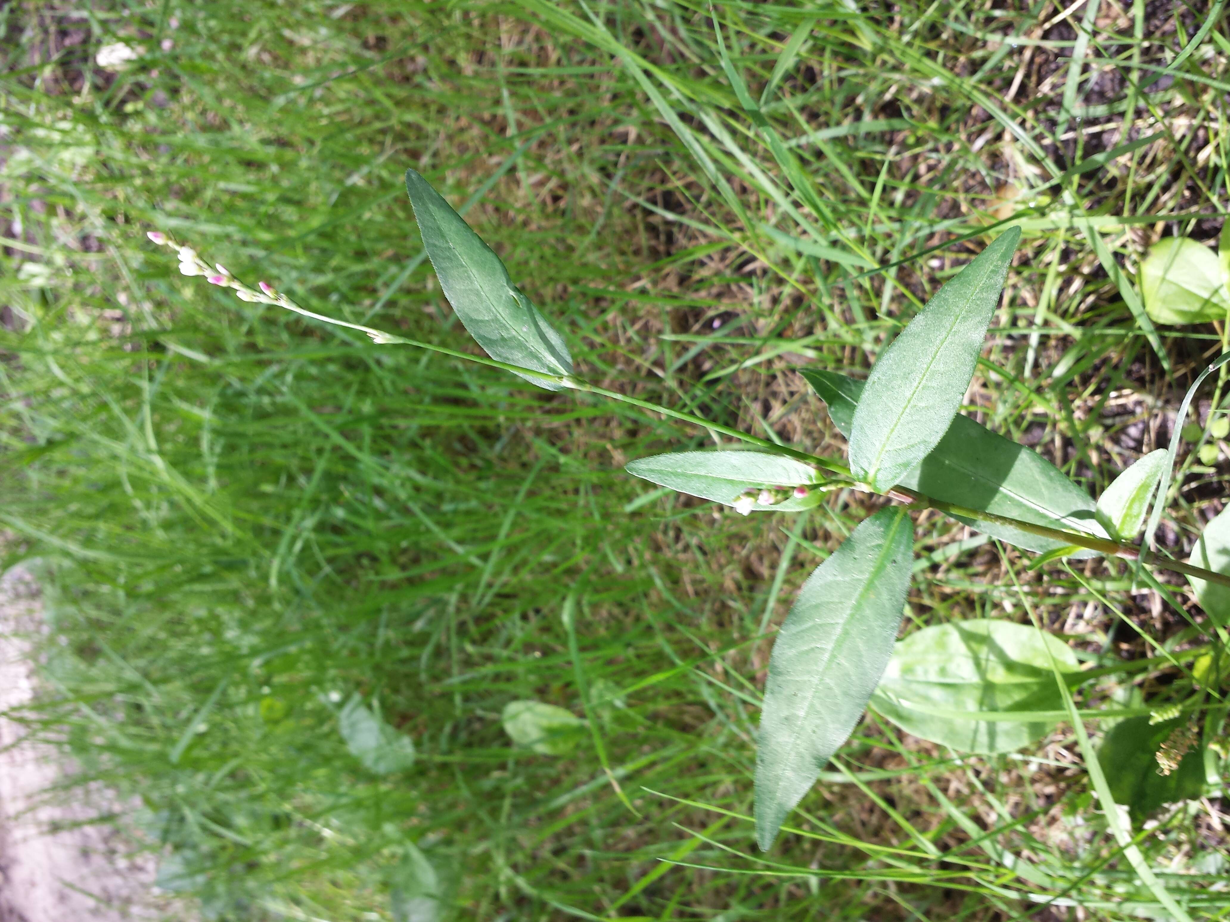 صورة Persicaria mitis (Schrank) Asenov