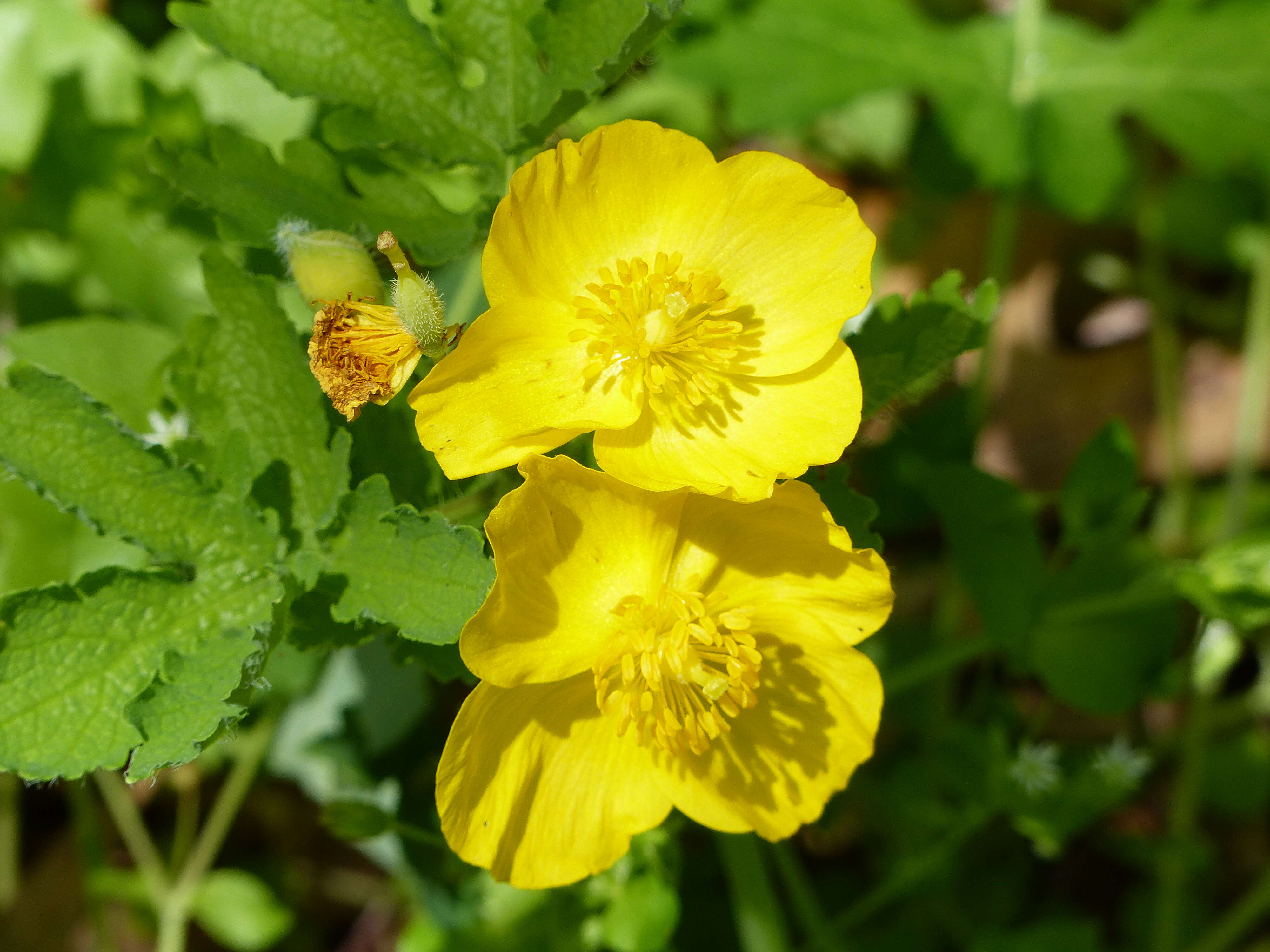 Image of celandine