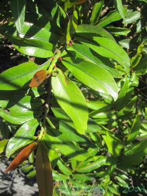 Image of Erythroxylum laurifolium Lam.