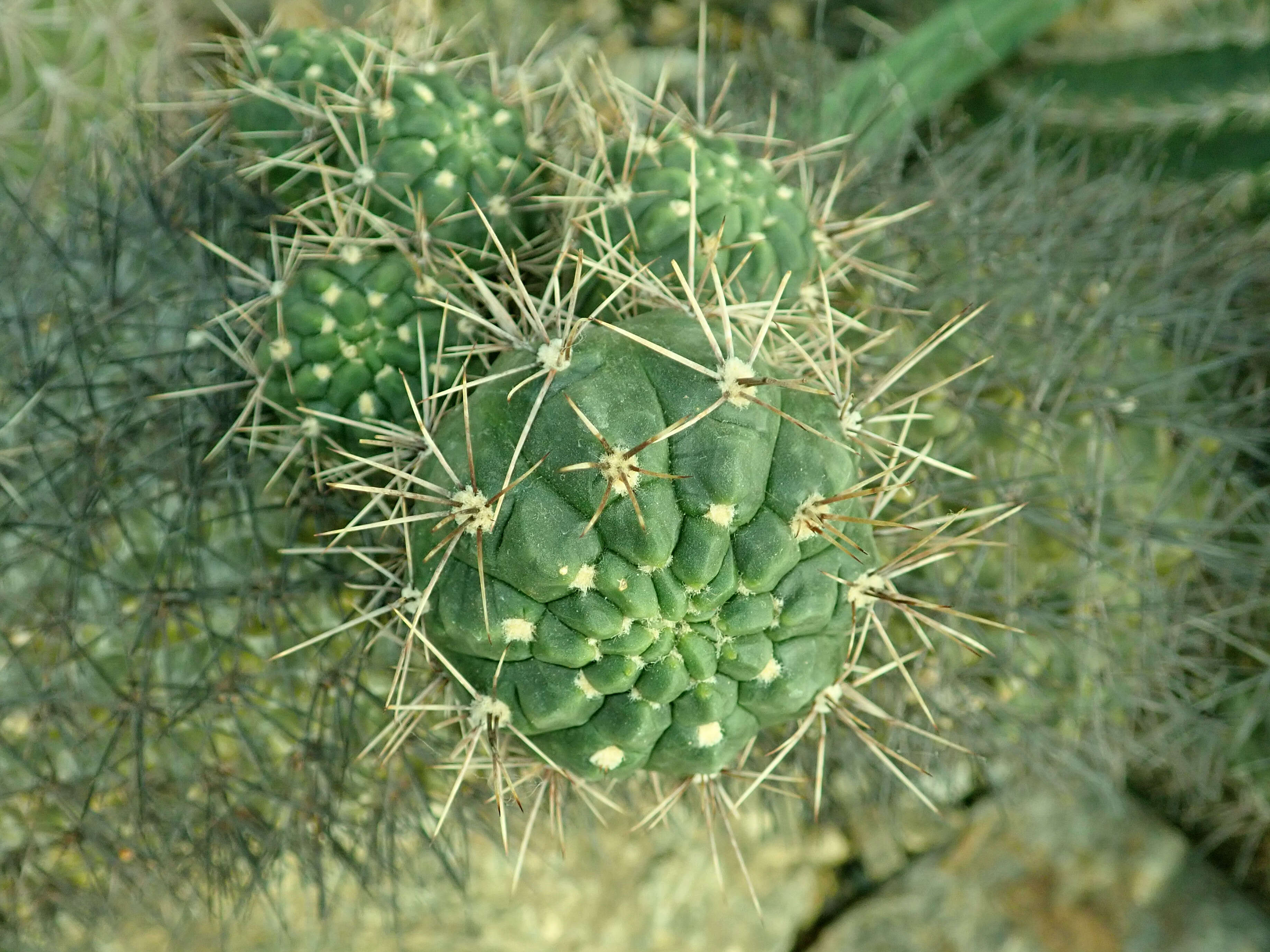 Image of Gymnocalycium gibbosum (Haw.) Pfeiff. ex Mittler