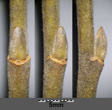 Imagem de Salix cinerea L.