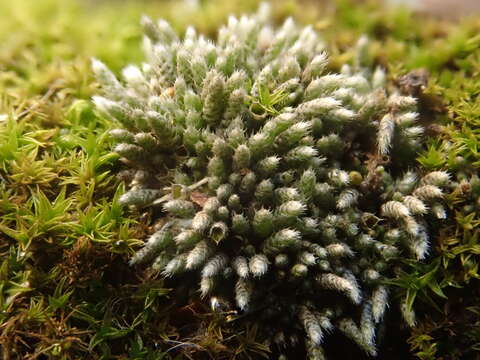 Imagem de Bryum argenteum Hedwig 1801