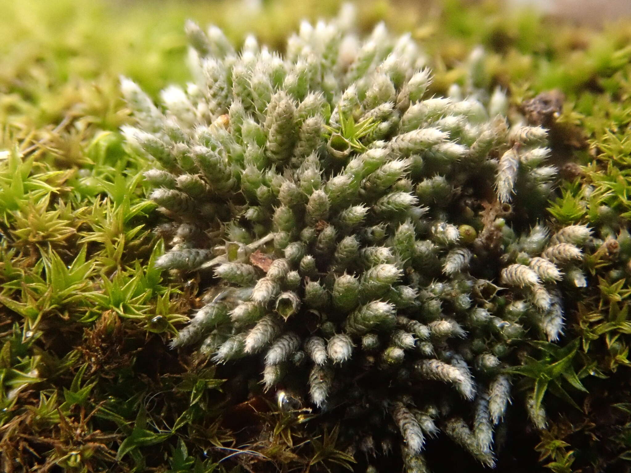 Image of silvergreen bryum moss