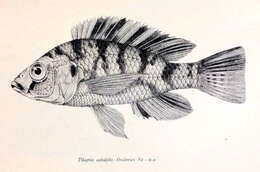 Haplochromis adolphifrederici (Boulenger 1914) resmi