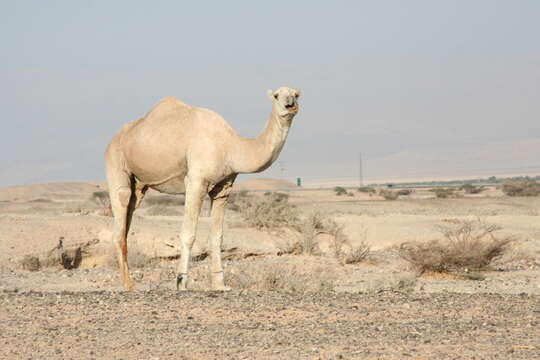 Image of Dromedary