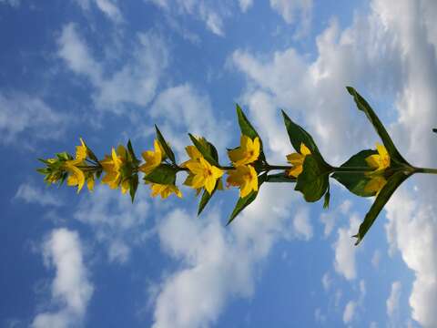Слика од Lysimachia punctata L.