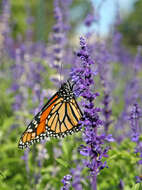 Image of mealycup sage