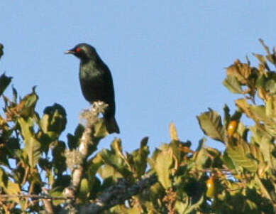 Image of Short-tailed Starling
