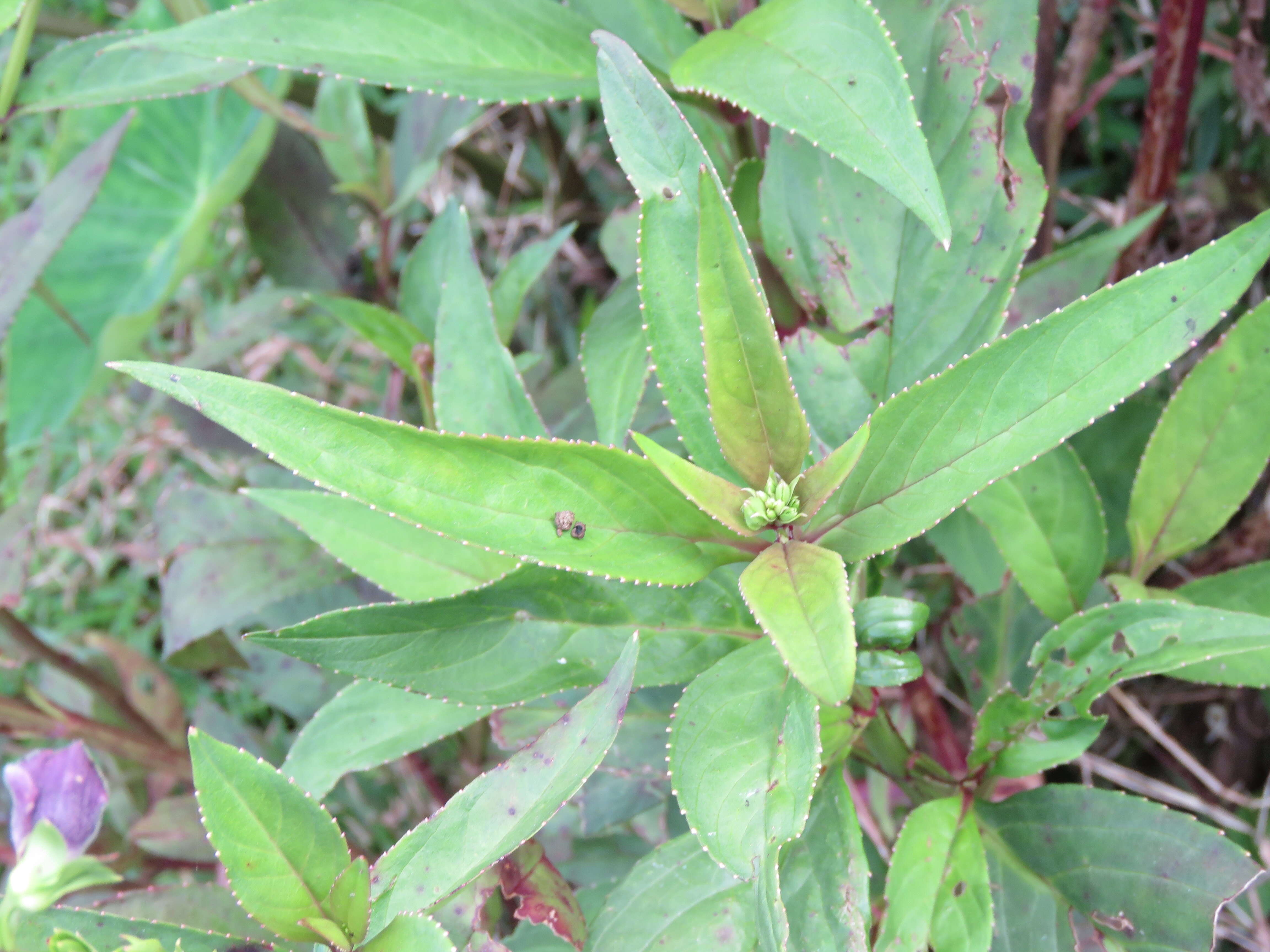 Imagem de Artanema longifolium (L.) Vatke