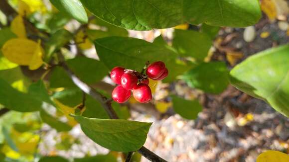 Image of northern spicebush