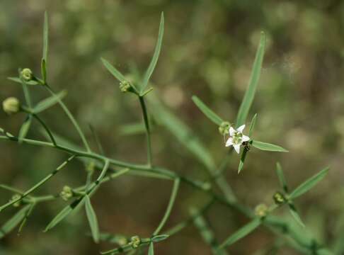 Image of flaxleaf