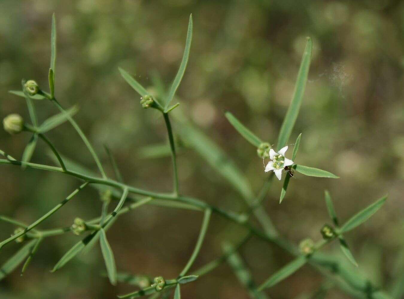 Image de Thesium linophyllon L.