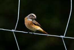 Image of Common Redstart