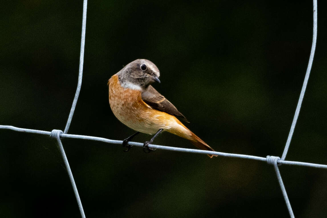 Image of Common Redstart