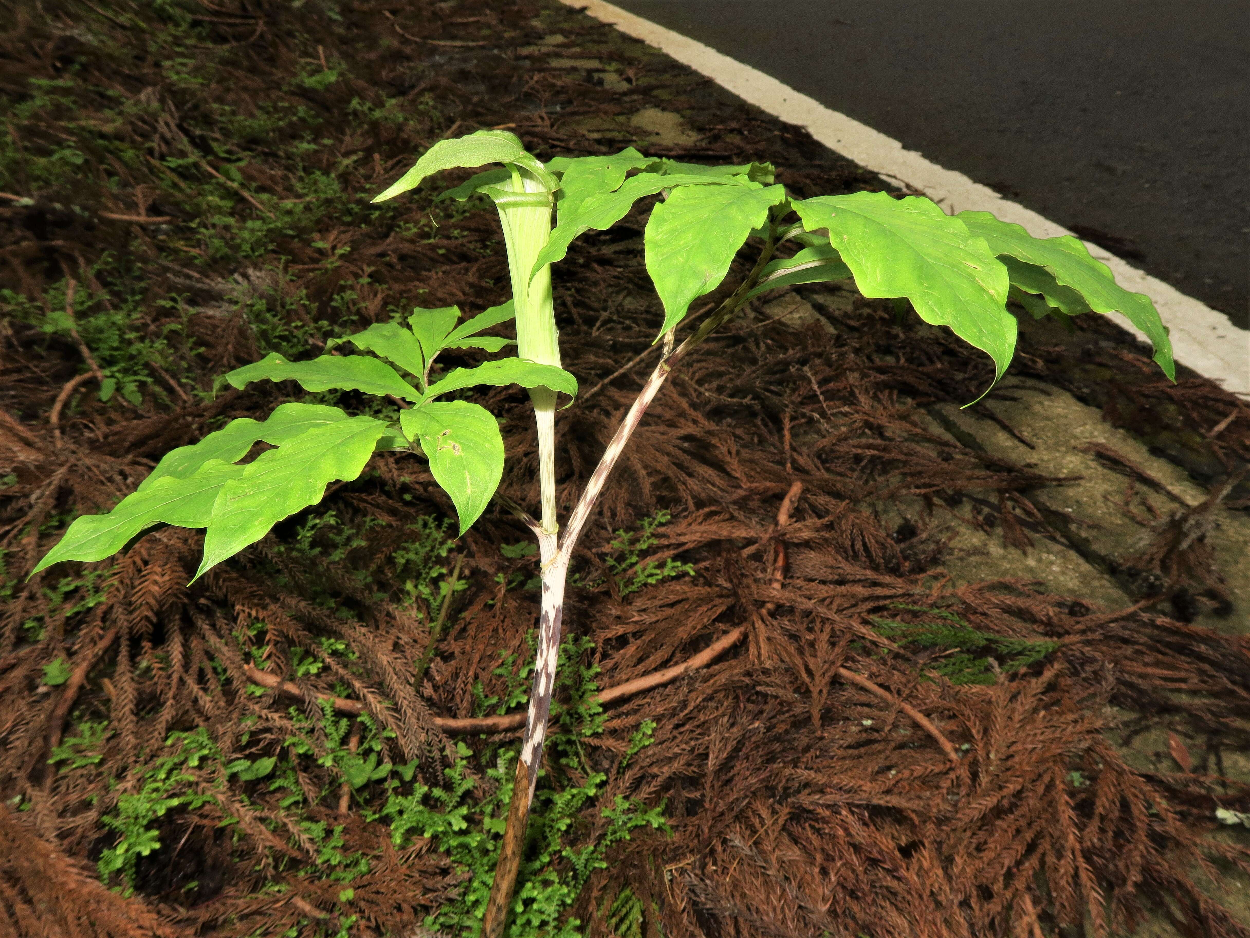 Arisaema yamatense (Nakai) Nakai的圖片