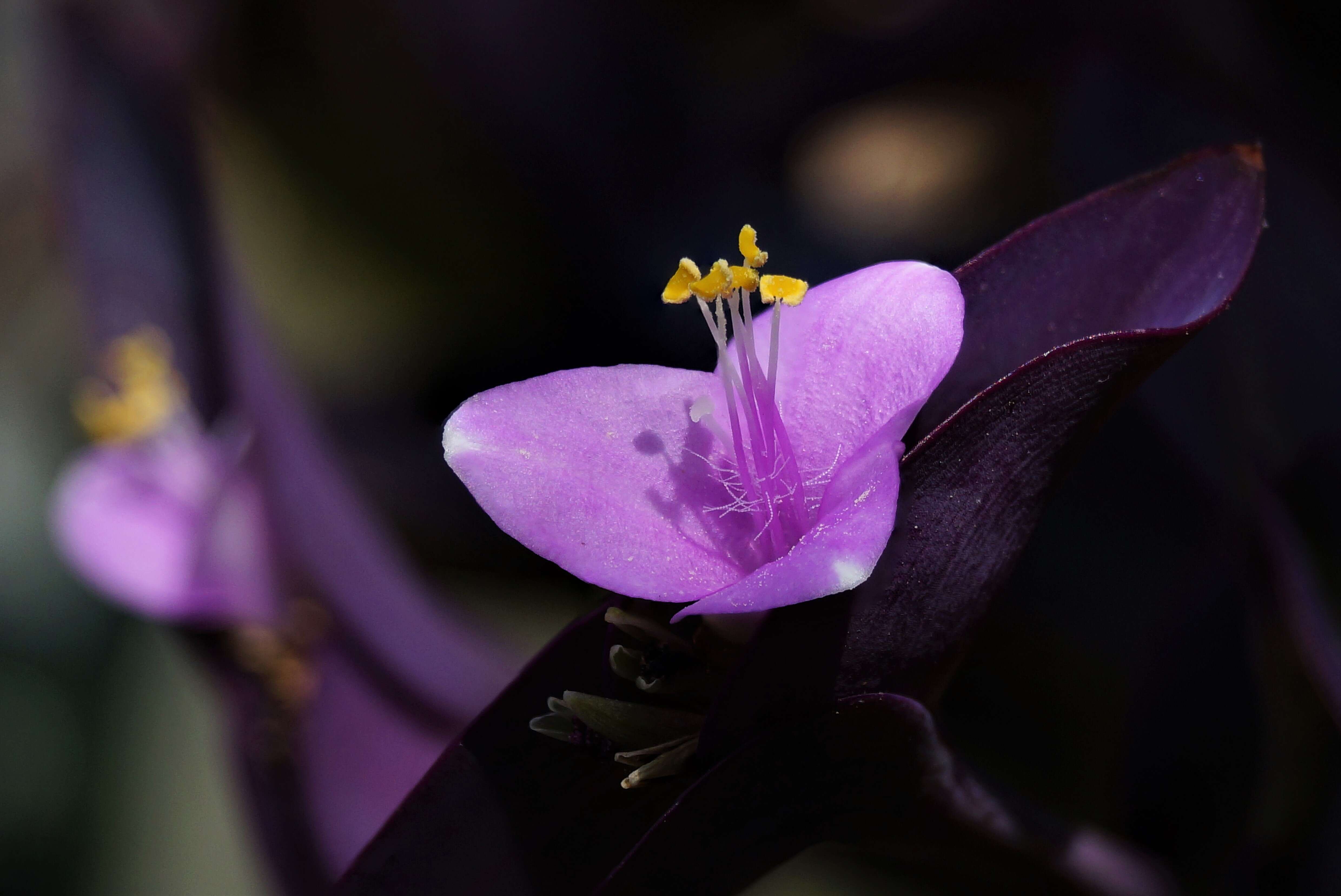 Image of purple heart