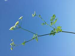 Image of rough chervil