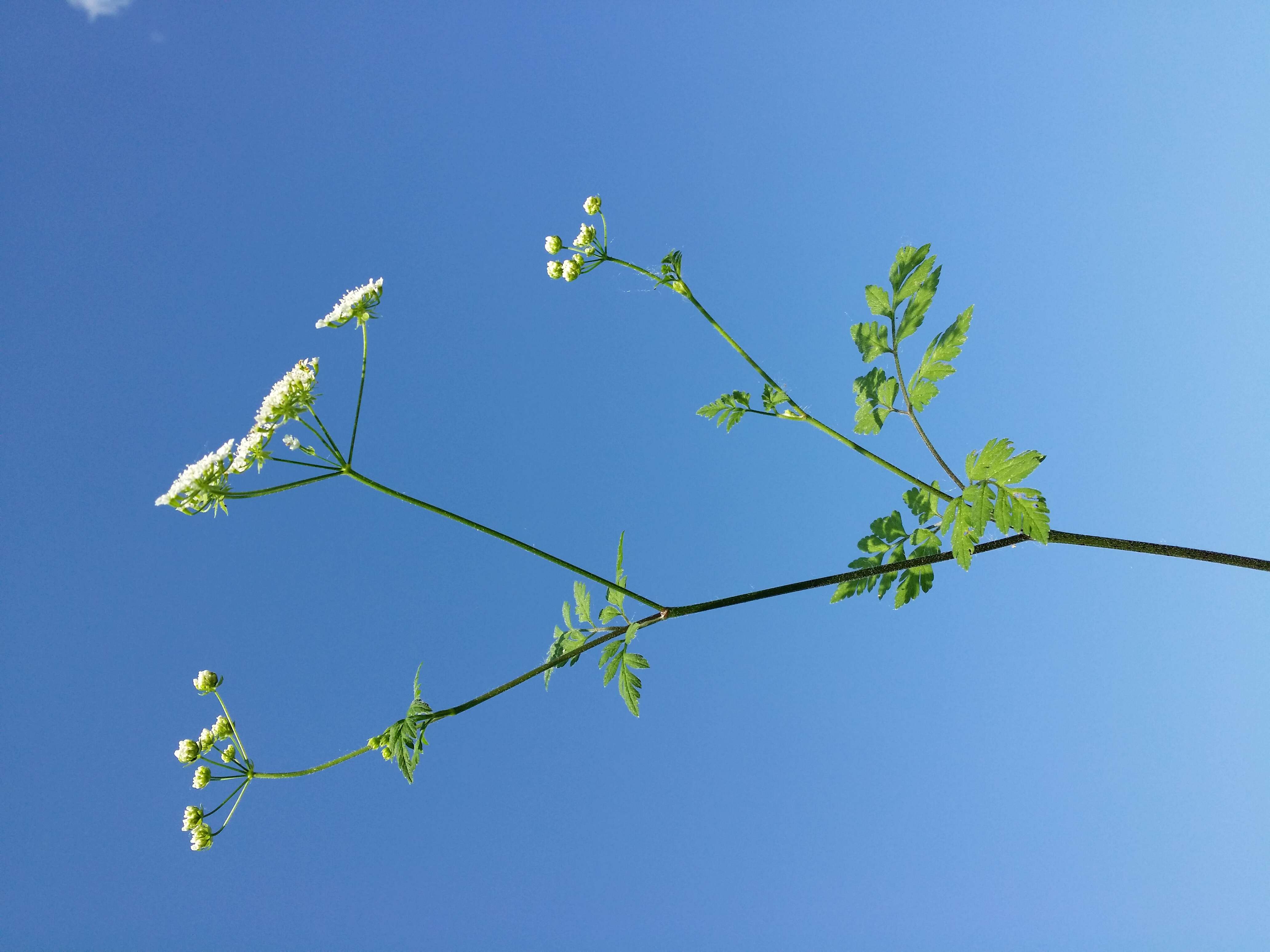 Image of rough chervil