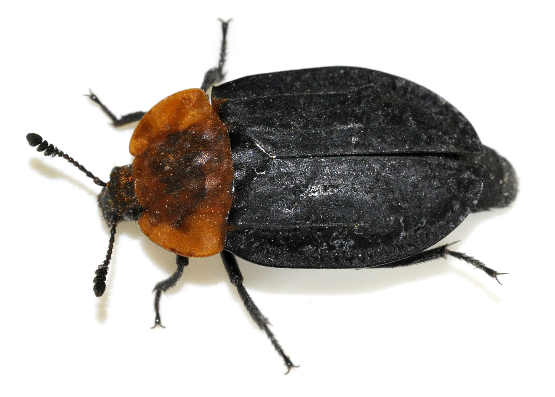 Image of Red-breasted Carrion Beetle