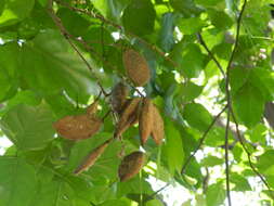 Image of Pongamia