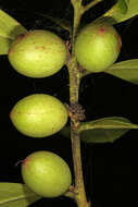 Image of African wintersweet