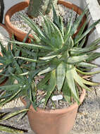 Image of Aloe hereroensis Engl.