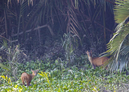 Image of Barking Deer