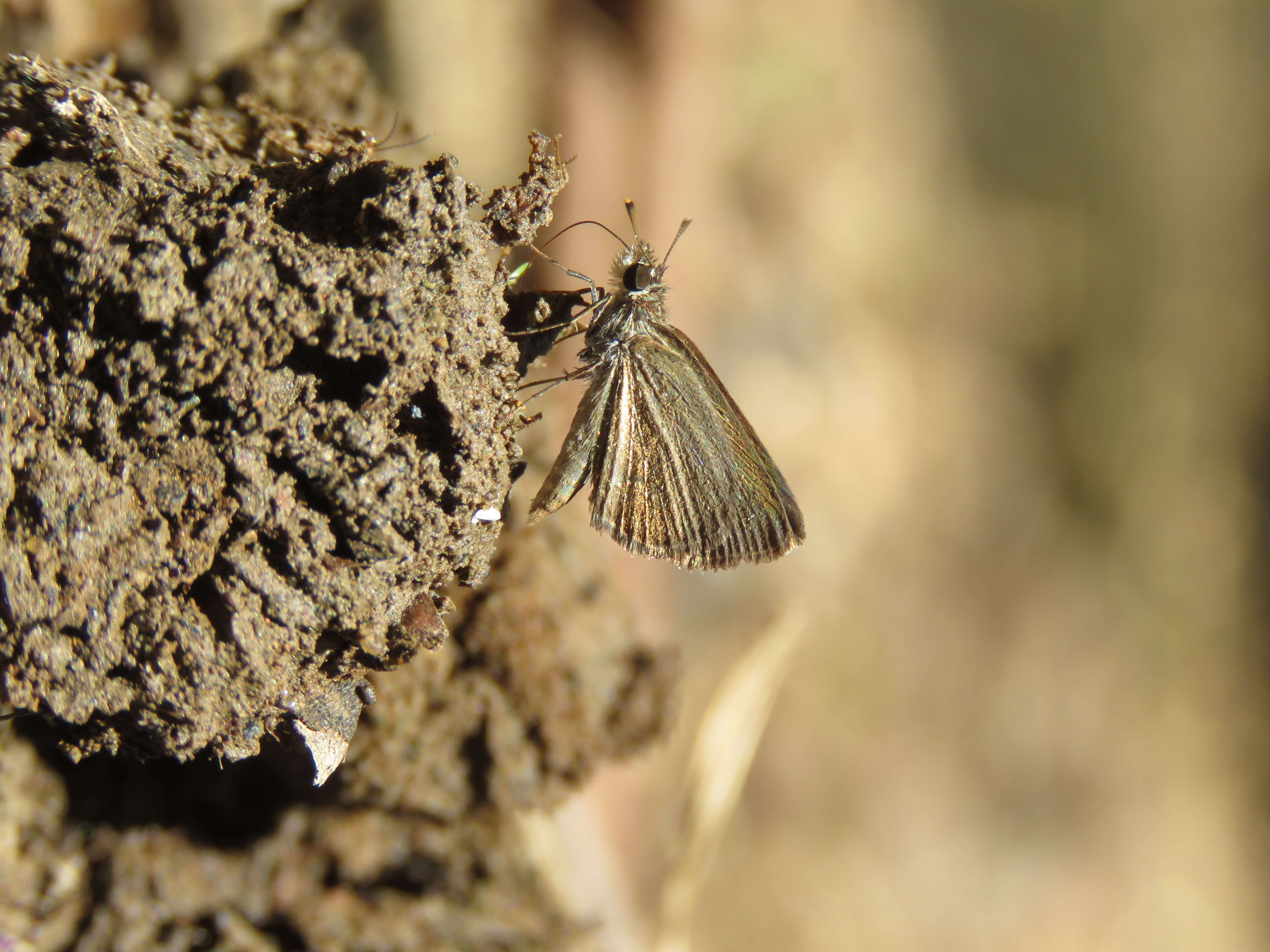 Image of Pygmy Scrub-hopper