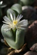 Image of Lithops marmorata (N. E. Br.) N. E. Br.