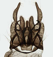 Image of Chironomus anthracinus Zetterstedt 1860