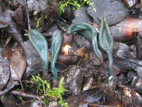 Image of Olive earthtongue