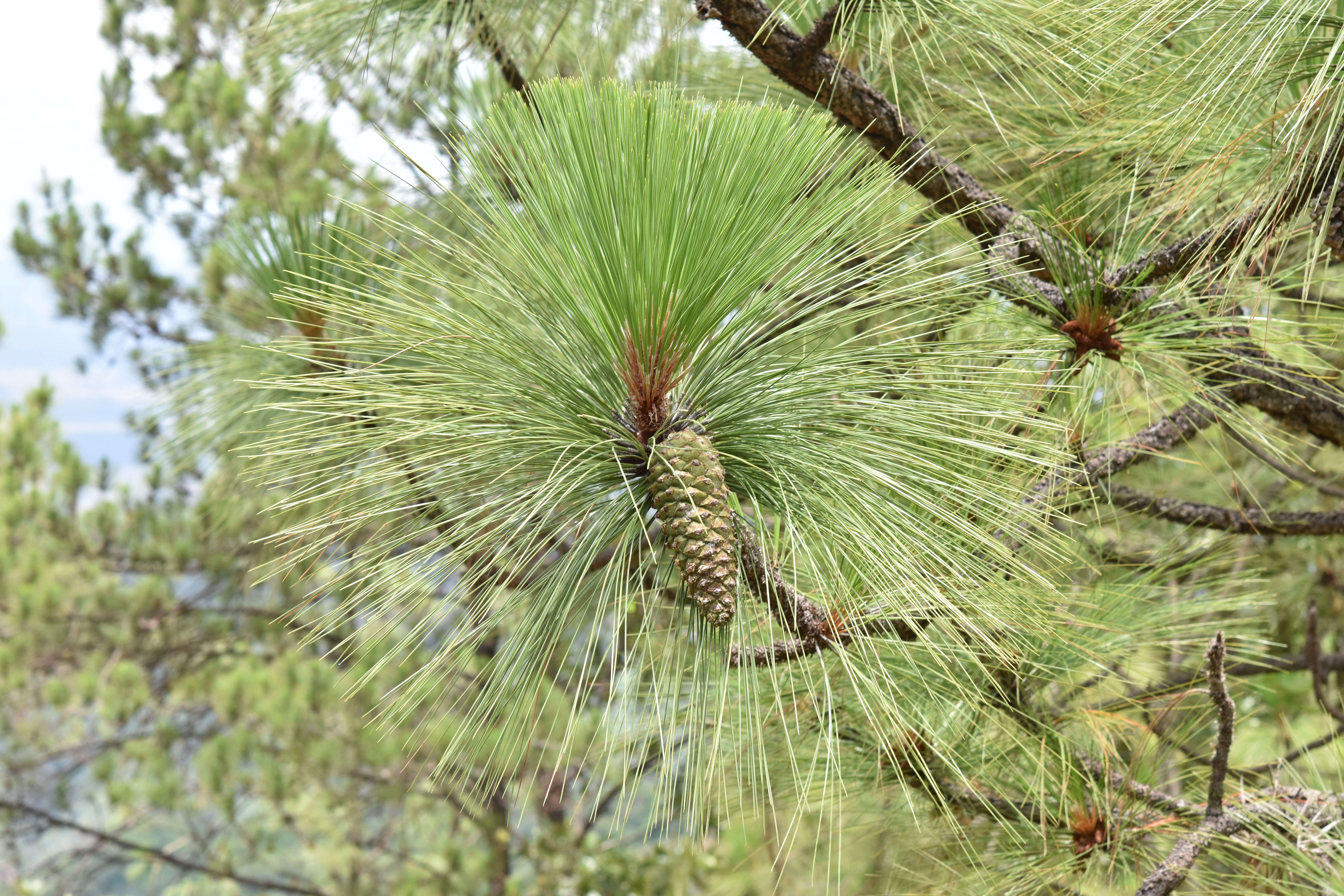 Image of Michoacán Pine