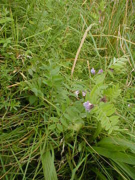 Plancia ëd Vicia sepium L.