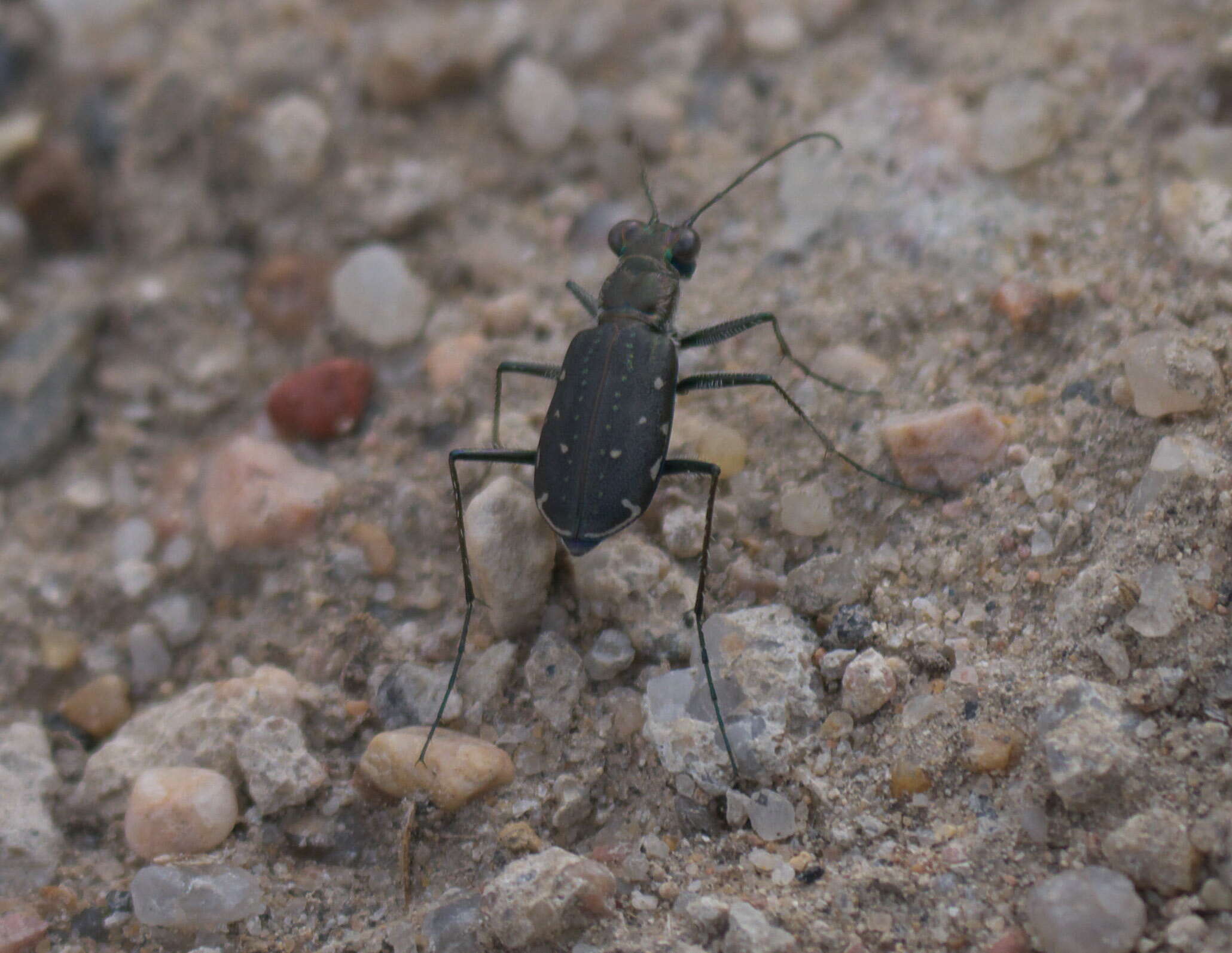 Image of Backroad tiger beetle