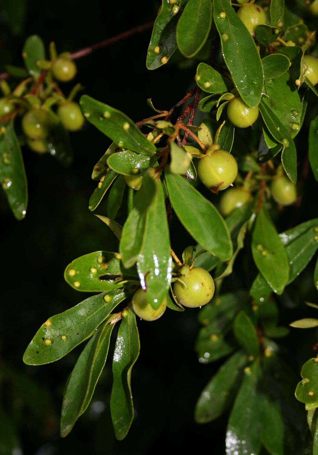 Sivun Diospyros lycioides Desf. kuva