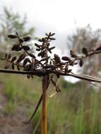 Image de Cyperus hillebrandii Boeckeler