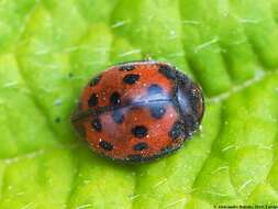 Subcoccinella的圖片