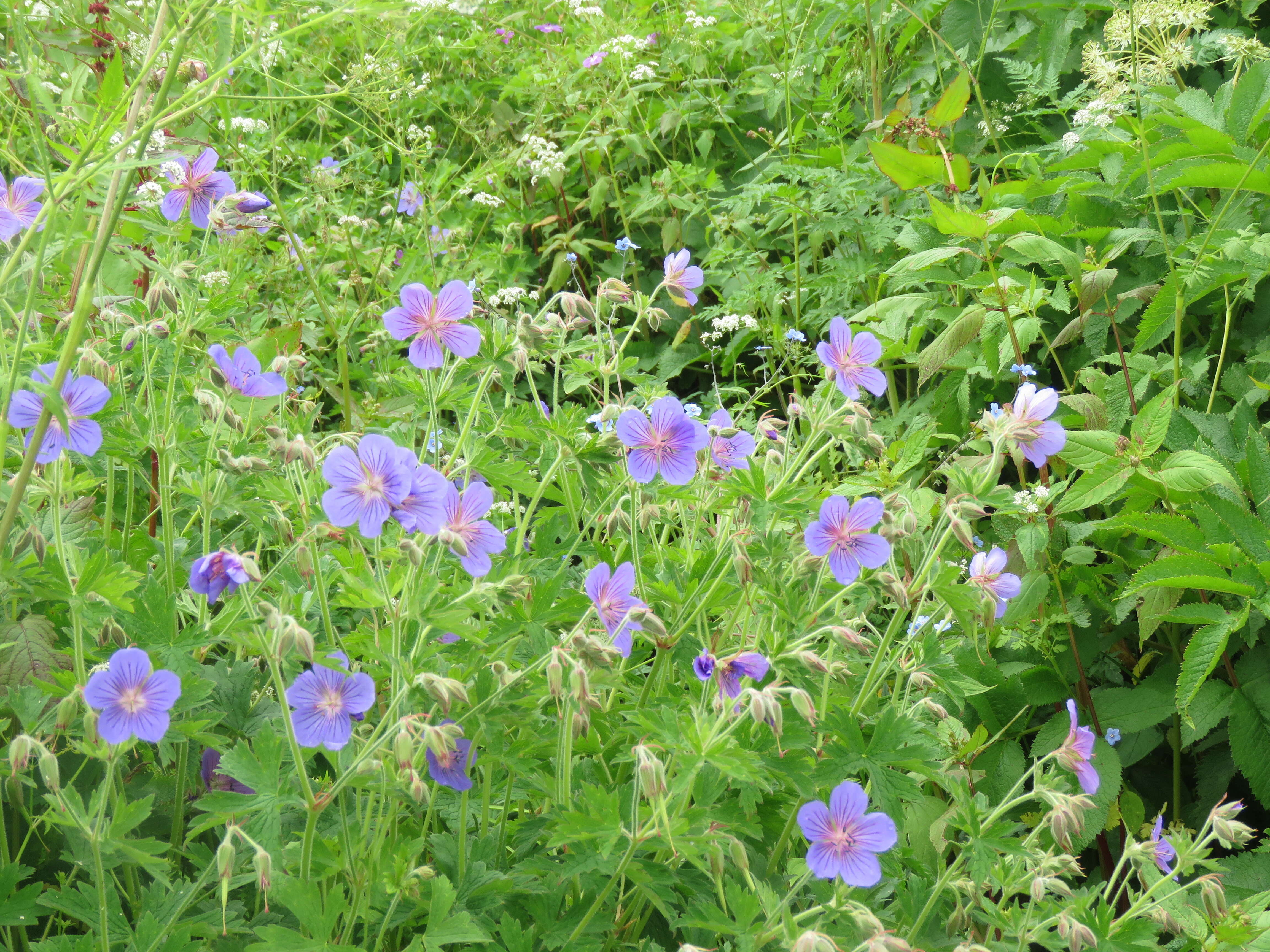 Image of Geranium wallichianum D. Don ex Sweet