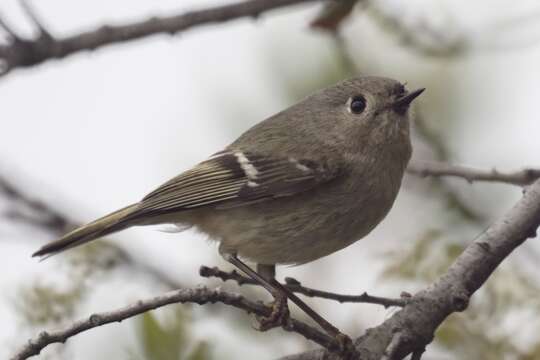 Image of goldcrests and kinglets