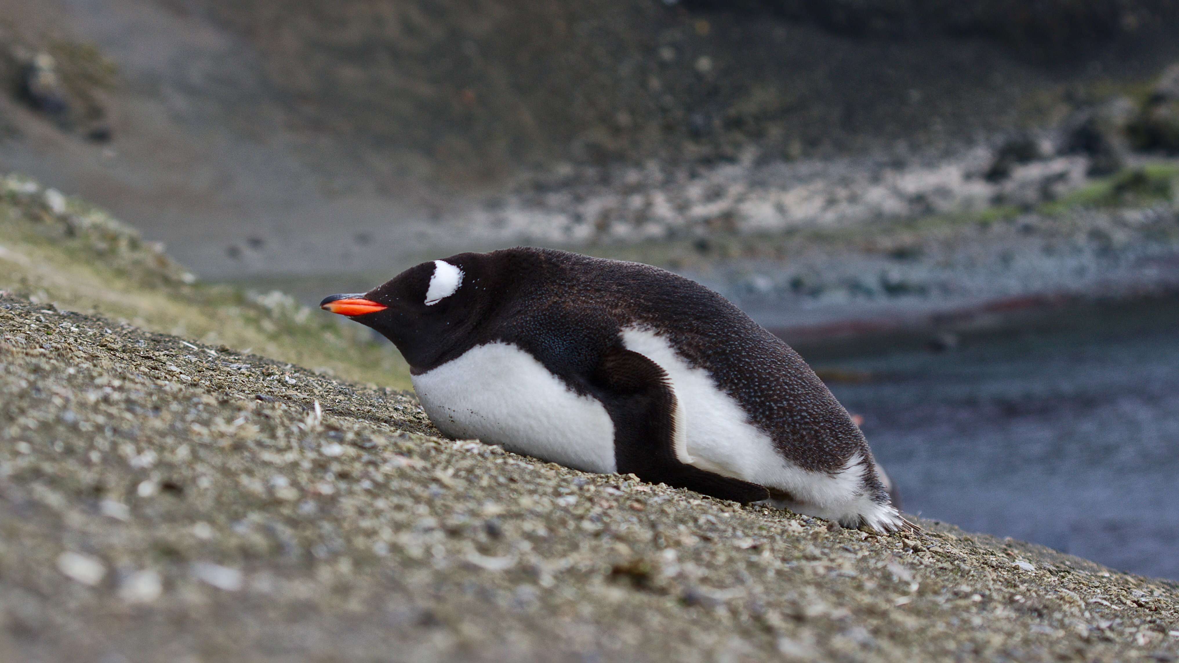 Image of Gentoo Penguin