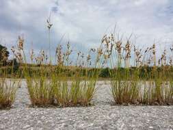 Image of Slender rush