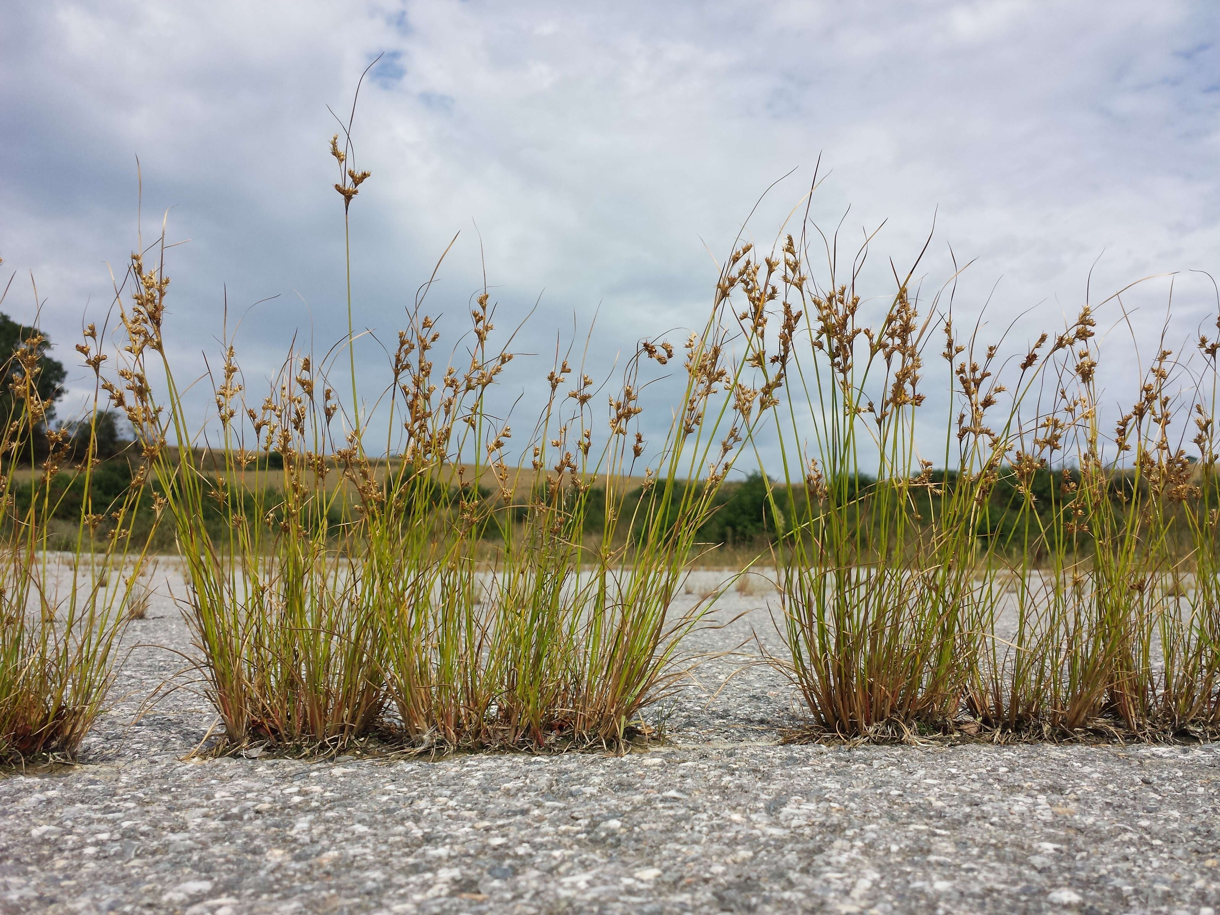 Image of Slender rush