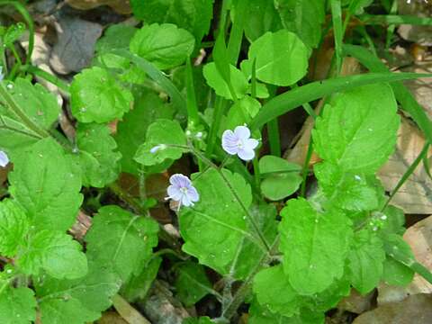 Image of Wood speedwell