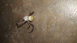Image of Signature spider