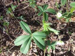 Imagem de Potentilla alba L.