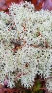 Image of Reindeer lichen