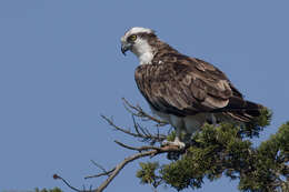 Image of ospreys